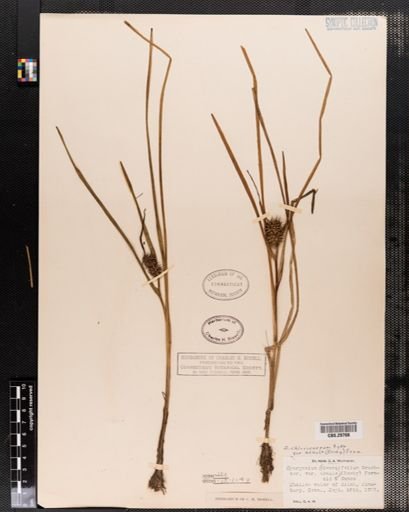 Sparganium chlorocarpum