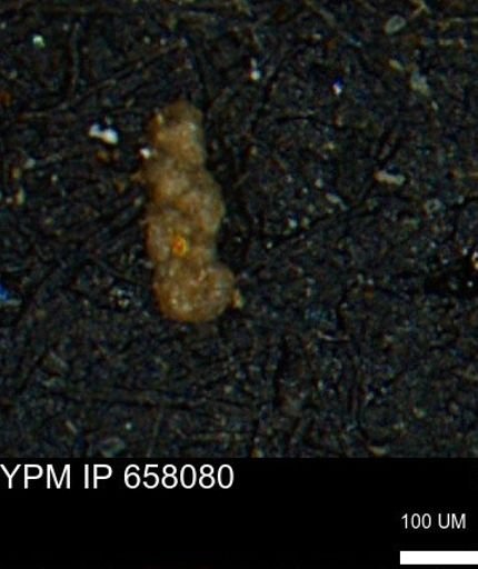 Ammobaculoides phaulus