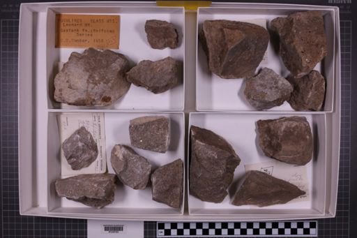 mixed taxa, stratigraphic collection