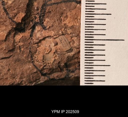 Holcoptera schlotheimi