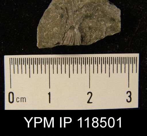 Camarotoechia nucula planosugosa