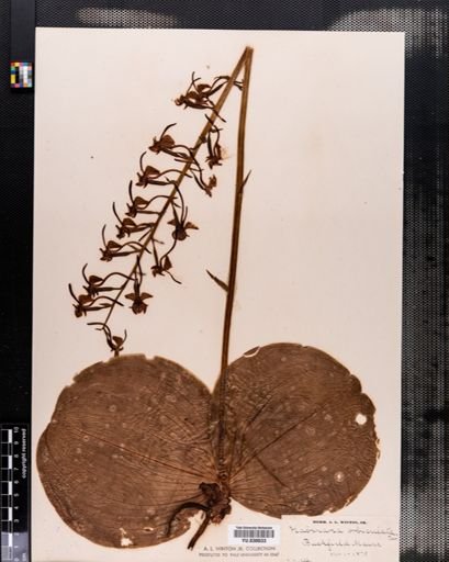 Habenaria orbiculata