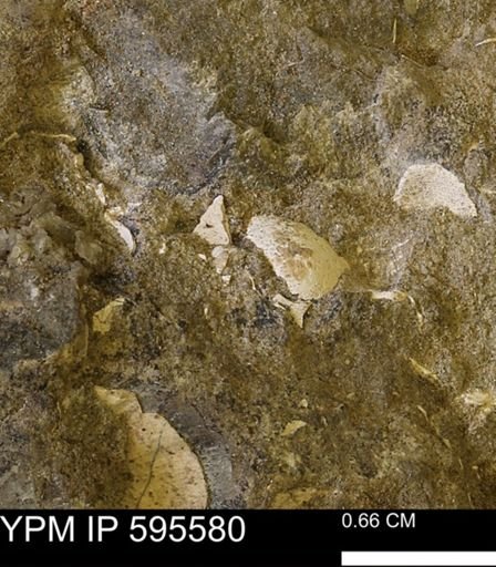Protocardia sp.