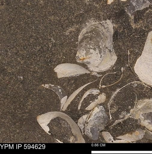 Protocardia sp.