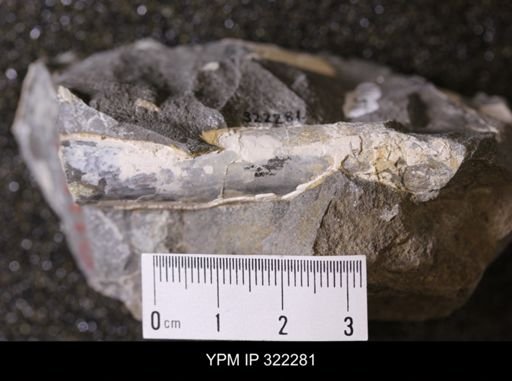 Baculites sp.
