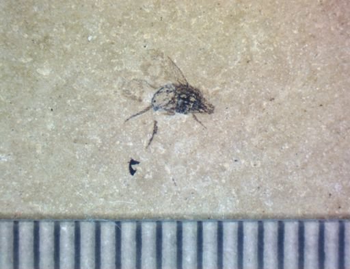 undet. Brachycera