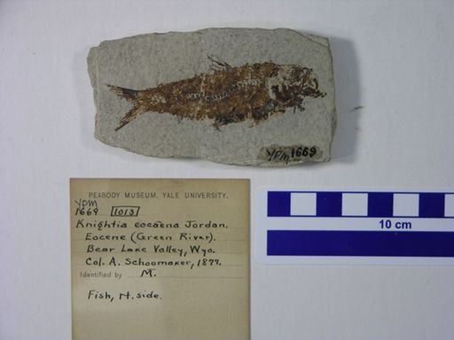 Knightia eocaena