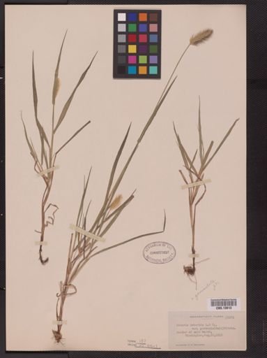 Setaria geniculata imberbis