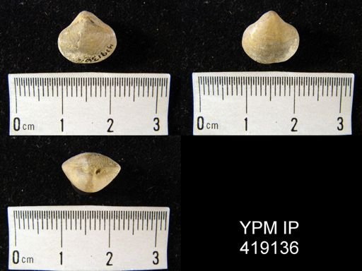 Reticularia sp.