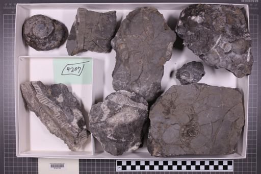 mixed taxa, stratigraphic collection