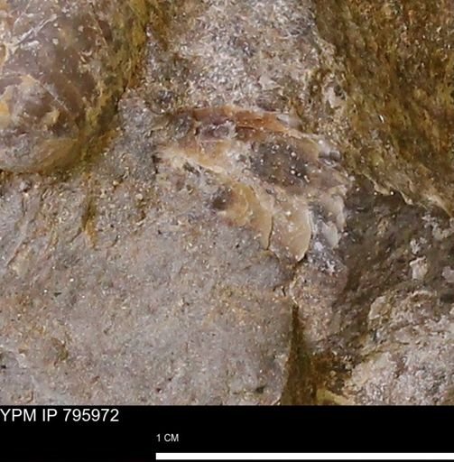 undet. Mollusca