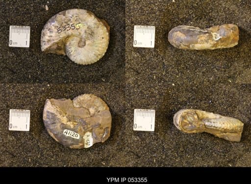Discoscaphites conradi