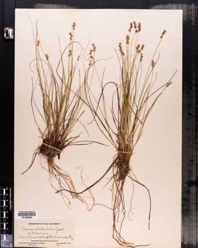 Carex echinata