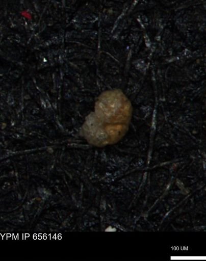 Alveolophragmium linki