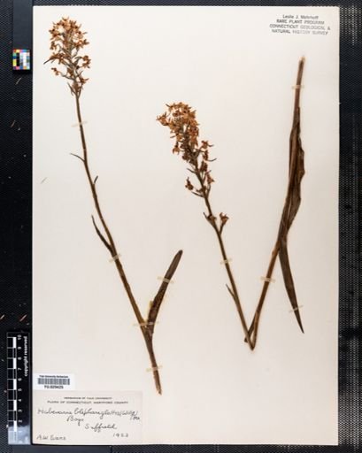 Habenaria blephariglottis