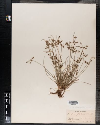 Fimbristylis baldwiniana