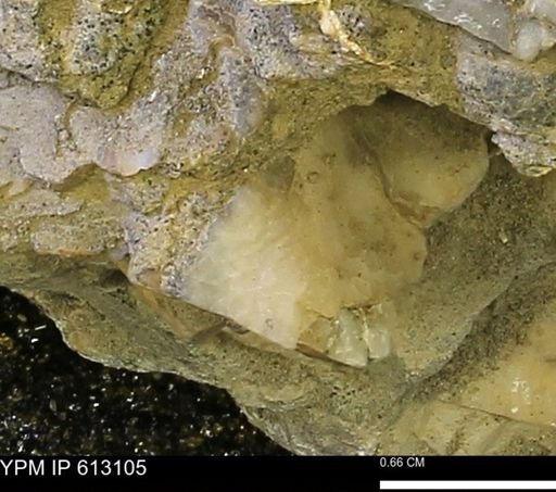 undet. Mollusca