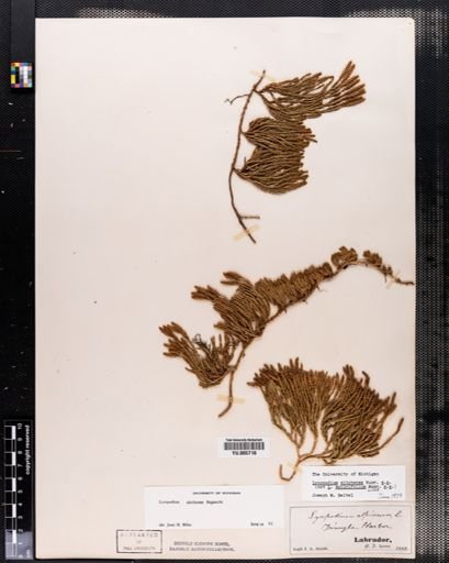 Lycopodium