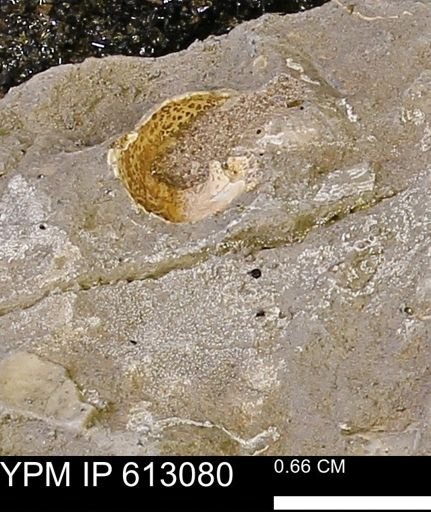 undet. Bivalvia