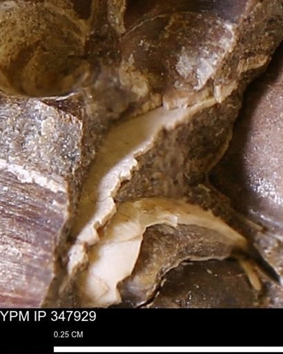 undet. Bivalvia