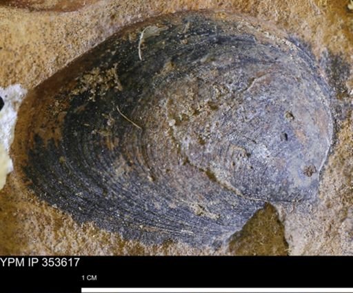 Limopsis striatopunctatus