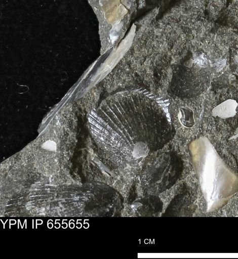 Oxytoma (Hypoxytoma) nebrascana