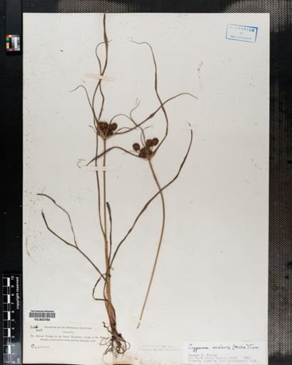 Cyperus ovularis
