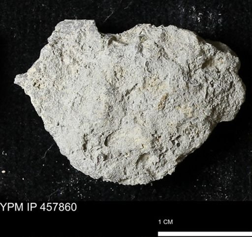 Strophodonta sp.