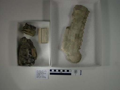 Leurocephalus cultridens