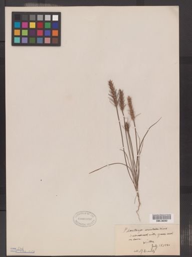 Plantago aristata