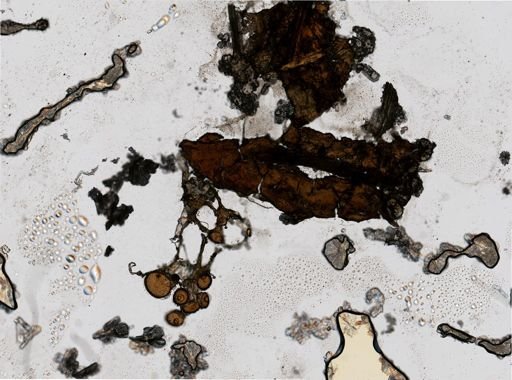 Chaetocladium?