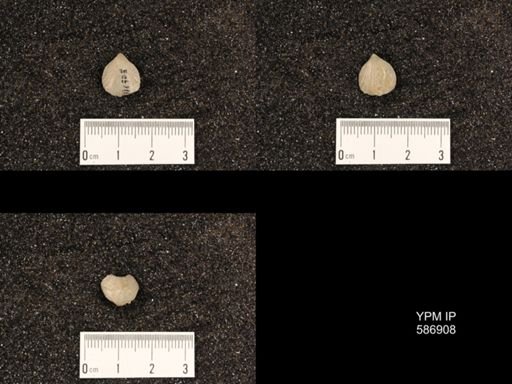 Rhynchotrema capax