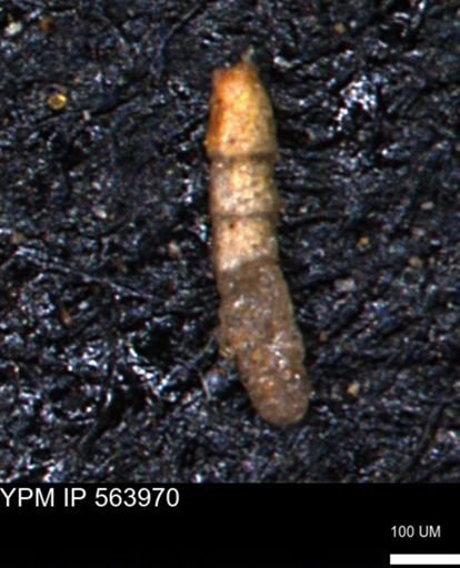 Ammobaculoides phaulus