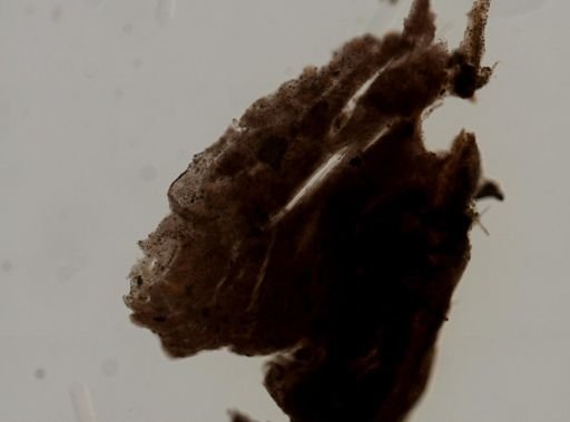 Chondrilla