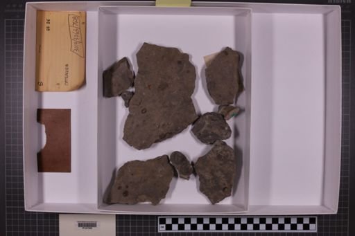mixed taxa, stratigraphic collection