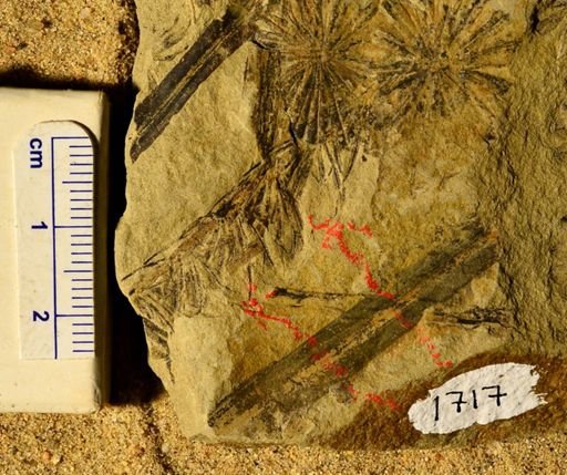 Asterophyllites equisetiformis