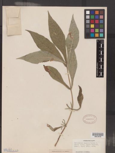 Triosteum angustifolium