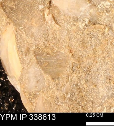 undet. Mollusca
