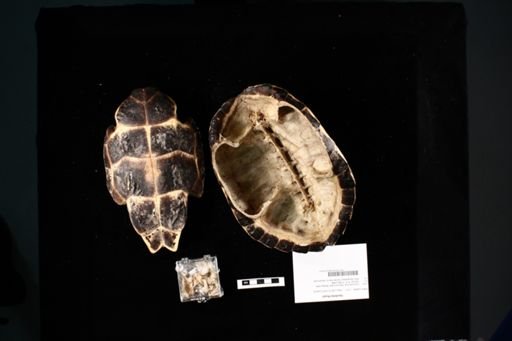 Hardella thurjii