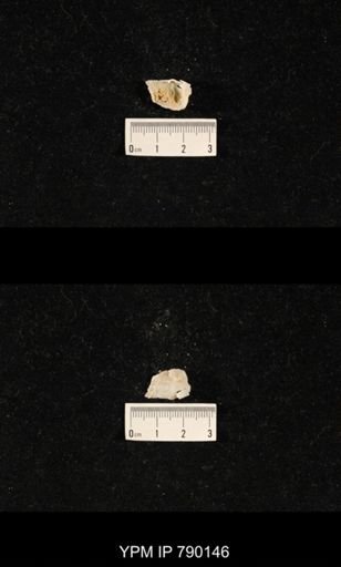 Dyoros planiextensus
