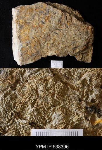 undet. Stelleroidea