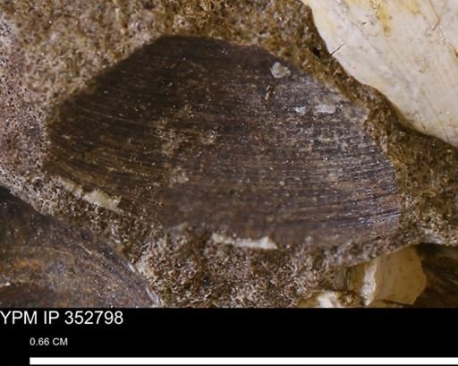 undet. Bivalvia