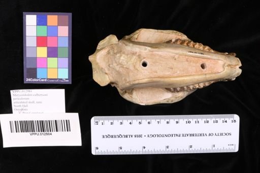Merycoidodon culbertsoni periculorum