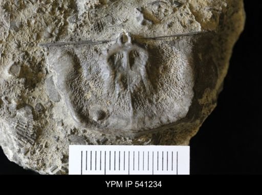 Leptaena rhomboidalis