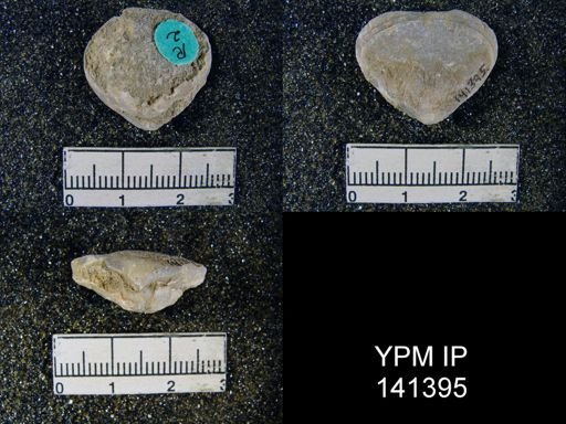Spirigerella derbyi