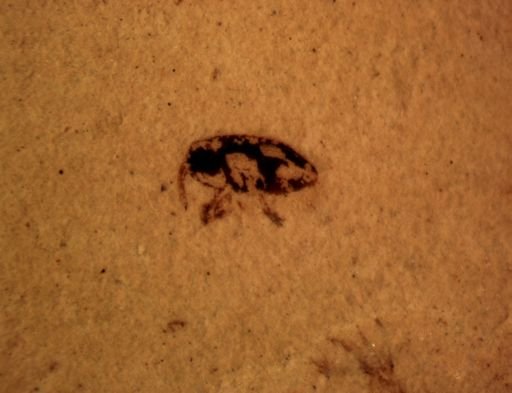 undet. Curculionidae