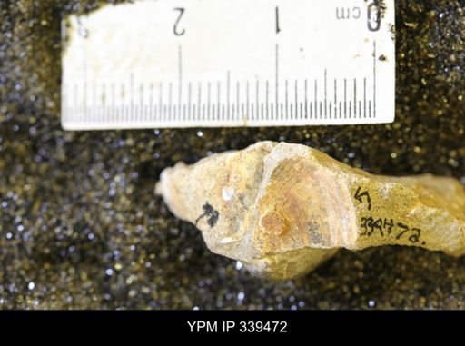 taxon undetermined