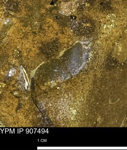 undet. Mollusca