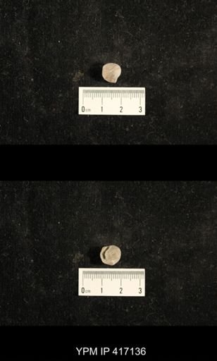 Euphemites carbonarius