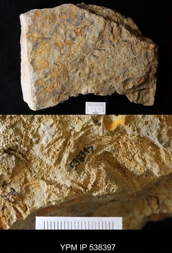 undet. Stelleroidea